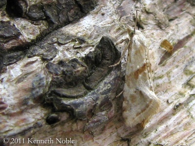 Cochylimorpha stramminea - Kenneth Noble